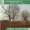 重陽木 落葉喬木 行道樹 各種規(guī)格樹苗批發(fā)