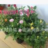 批發月季花 微型月季 小型盆栽月季綠化苗木 園林植物