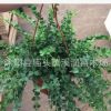 百萬心盆栽批發多肉植物百萬心串錢藤盆栽觀葉藤爬綠植凈化空氣