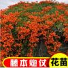 炮仗花苗 爬藤植物 鞭炮花 四季可種陽臺(tái)庭院垂吊 藤本花