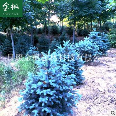 廠家提供精品美國藍杉 科羅拉多藍杉小苗 綠化用美國藍杉苗木