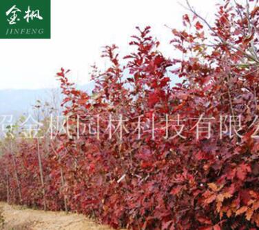 供應 北美紅櫟小苗 紅橡樹紅槲櫟 北美紅櫟綠化園林苗木