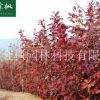 供應 北美紅櫟小苗 紅橡樹紅槲櫟 北美紅櫟綠化園林苗木