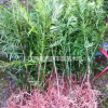 紅豆杉苗木供應/紅豆杉小苗價格/紅豆杉供應商/江西紅豆杉價格