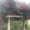 大量便宜供應紅楓 櫻花 深山含笑 木荷 楓香 青楓 紅豆杉