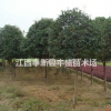 江西貴州地區供應馬褂木 桂花 樂昌含笑 羅漢松 青楓香樟