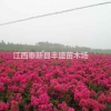 宜春紫薇價(jià)格參考/江西奉新紫薇樹苗*低價(jià)格多少錢？