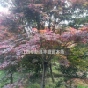 紅楓價(jià)格多少錢、紅楓樹市場價(jià)格今年怎么樣？