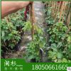爬山虎 福建規格齊全基地批發廠家直銷行道園林景觀綠化工程