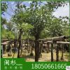 雞冠刺桐 福建規格齊全基地批發廠家直銷行道園林景觀綠化工程