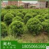 非洲茉莉球福建規格齊全基地批發。廠家直銷行道園林景觀綠化工程