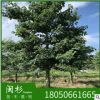 大腹肚木棉 福建規格齊全基地批發 櫻花木棉行道園林景觀綠化工程