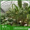 現貨特賣 旅人蕉 批發 基及樹廠家直銷 行道園林景觀綠化工程