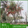 串錢柳福建規格齊全基地批發。廠家直銷行道庭院園林景觀綠化工程
