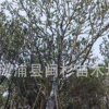 基地直銷 樸樹 單桿樸樹 叢生樸樹 地產貨 多種規格齊全 價格實惠