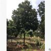 菠蘿蜜 福建苗木基地批發。廠家直銷行道庭院園林景觀綠化工程
