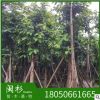 現貨特賣芒果樹 福建基地批發 廠家直銷行道庭院園林景觀綠化工程
