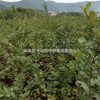 紫薇小苗長年供應(yīng)，紫薇小苗基地直供紫薇小苗多少錢一棵