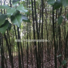 江西香樟小苗，九江香樟樹苗基地