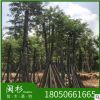 藍南洋楹 福建苗木基地批發。廠家直銷行道庭院園林景觀綠化工