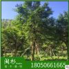 小葉榕 細葉榕 福建苗木基地批發。廠家直銷行道庭院園林景觀綠化