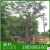 臺灣欒樹 福建苗木基地批發。廠家直銷行道庭院園林景觀綠化工程
