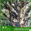 特價樹葡萄神秘樹福建苗木基地批發廠家直銷行道庭院園林景觀綠化