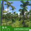 假檳榔福建苗木基地批發三藥廠家直銷行道庭院園林景觀綠化工程