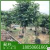 福建省 火焰木苗木基地批發 廠家直銷行道庭院園林景觀綠化工程