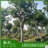 場地直銷本地刺桐 象牙紅 刺桐 移植苗地被苗 基地供應 規格齊全