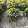 龜甲冬青球  綠化 灌木 常綠型 苗木 規格 品種 齊全