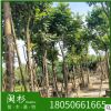 麻楝 福建規格齊全基地批發。廠家直銷行道庭院園林景觀綠化工程