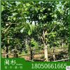 菩提樹 福建苗木基地批發。廠家直銷行道庭院園林景觀綠化工程
