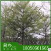 福建小葉欖仁 細葉欖仁基地直銷批發 袋苗地苗 多種規格齊全