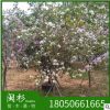 羊蹄甲 洋紫荊福建苗木基地批發。廠家直銷行道庭院園林景觀綠化