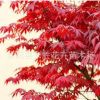 基地直銷(xiāo) 優(yōu)質(zhì)紅楓綠化苗木紅楓小苗本紅楓 規(guī)格齊全