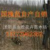 國(guó)槐小苗 綠化苗木批發(fā) 工程花卉樹(shù)苗 國(guó)槐樹(shù)苗 國(guó)槐苗 國(guó)槐種子