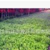 現(xiàn)貨直銷(xiāo) 金邊冬青 金邊黃楊 金邊衛(wèi)矛 色塊植物 籬笆 庭院植物