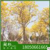 福建黃花風(fēng)鈴木樹種植基地 供應(yīng)多花 少花黃花風(fēng)鈴木