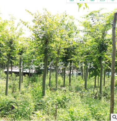 廠家直銷 批發現挖現樸樹苗 大量供應庭蔭風景樹工程綠化樸樹