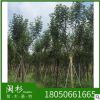 福建黃花風(fēng)鈴木樹種植基地 供應(yīng) 少花 多花黃花風(fēng)鈴木