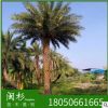 福建漳州中東海棗基地供應(yīng)批發(fā) 銀海棗 海棗樹 行道樹 量大從優(yōu)