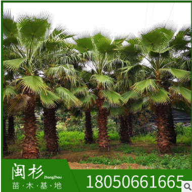 福建老人葵基地苗木批量供應 園林綠化華盛頓葵棕櫚種植華棕