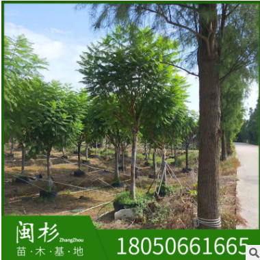 藍花楹 福建規格齊全基地批發廠家直銷行道園林景觀綠化工程