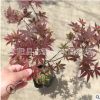 廠家批發(fā)紅楓小苗 盆景紅楓 工程紅楓苗 四季紅紅楓 量大從優(yōu)