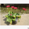 時令草花 花卉 精品 優(yōu)質(zhì)苗 成活率高 品種 規(guī)格 齊全園林 綠化苗