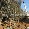 批發(fā)垂絲海棠小苗垂絲海棠 銷售垂絲海棠工程苗垂絲海棠 量大從優(yōu)