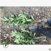 法國冬青 籬笆苗 根系旺 成活率高 起苗就發(fā) 蕭山 苗圃直銷 園林