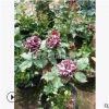 批發(fā)月季香水月季 大紅花月季 豐花月季 盆載月季 量大從優(yōu)