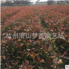 紅葉石楠 扦插苗 品種規(guī)格 齊全 裸根 成活率 高 蕭山 園林 苗木